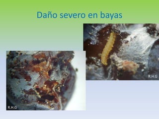Daño severo en bayas




                               R.H.G




R.H.G
 