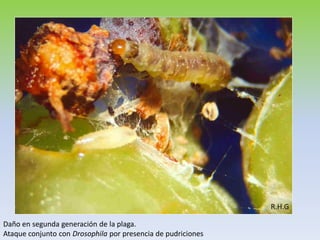 R.H.G

Daño en segunda generación de la plaga.
Ataque conjunto con Drosophila por presencia de pudriciones
 
