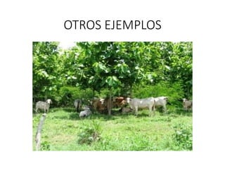 Estrategia agricultura sostenible adaptada al clima para la región del SICA (2018-2030)