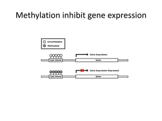 Methylation inhibit gene expression
 