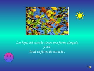 Las hojas del castaño tienen una forma alargada y con  borde en forma de serrucho . 