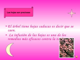 El árbol tiene hojas caducas es decir que se   caen. La infusión de las hojas es uno de los remedios más eficaces contra la tosferina. Las hojas son preciosas 