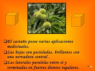 El castaño posee varias aplicaciones   medicinales . Las hojas son pecioladas, brillantes con una nervadura central . Las laterales paralelas entre sí y terminadas en fuertes dientes regulares . 
