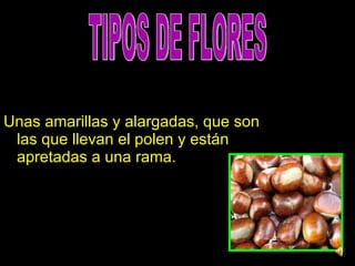 Unas amarillas y alargadas, que son las que llevan el polen y están apretadas a una rama. TIPOS DE FLORES 