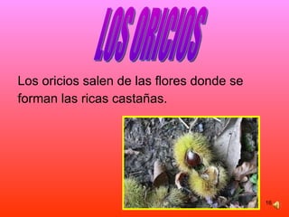 Los oricios salen de las flores donde se  forman las ricas castañas. LOS ORICIOS 
