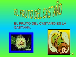 EL FRUTO DEL CASTAÑO EL FRUTO DEL CASTAÑO ES LA CASTAÑA. 