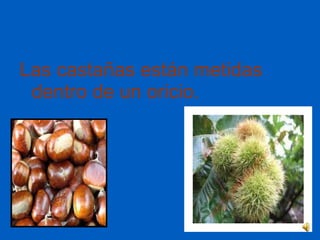 Las castañas están metidas dentro de un oricio. 