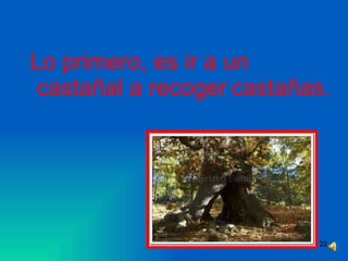 Lo primero, es ir a un castañal a recoger   castañas. 
