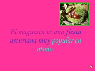 El magüestu es una   fiesta asturiana muy   popular en otoño. 