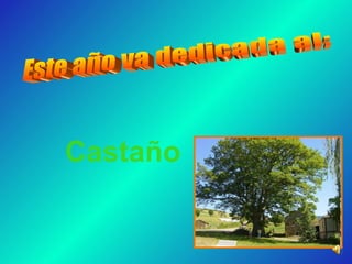 Castaño Este año va dedicada al: 