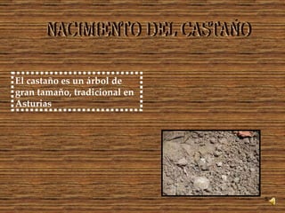 El castaño es un árbol de gran tamaño, tradicional en Asturias   NACIMIENTO DEL CASTAÑO 