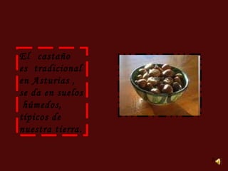 El   castaño  es  tradicional  en Asturias , se da en suelos  húmedos, típicos de nuestra tierra. 