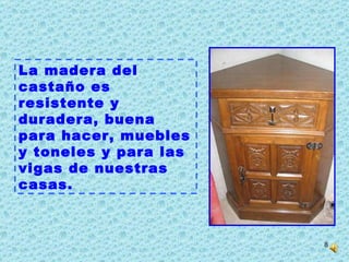 La madera del castaño es resistente y duradera, buena para hacer, muebles y toneles y para las vigas de nuestras casas.  
