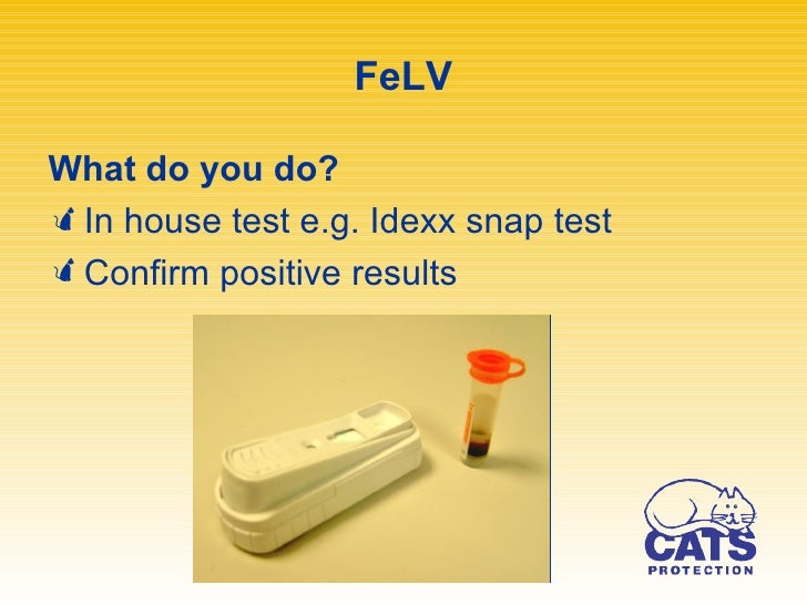 Idexx Feline Triple Snap Test Results