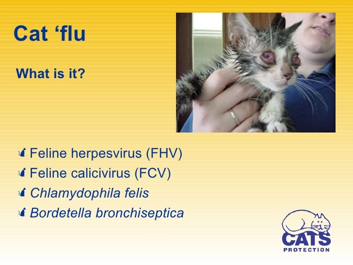 Can Cat Flu Carriers Live With Other Cats Can Cat Flu Carriers Live With Other Cats