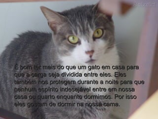 É bom ter mais do que um gato em casa paraÉ bom ter mais do que um gato em casa para
que a carga seja dividida entre eles. Elesque a carga seja dividida entre eles. Eles
também nos protegem durante a noite para quetambém nos protegem durante a noite para que
nenhum espírito indesejável entre em nossanenhum espírito indesejável entre em nossa
casa ou quarto enquanto dormimos. Por issocasa ou quarto enquanto dormimos. Por isso
eles gostam de dormir na nossa cama.eles gostam de dormir na nossa cama.
 