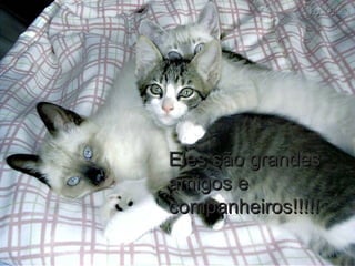 Eles são grandesEles são grandes
amigos eamigos e
companheiros!!!!!companheiros!!!!!
 