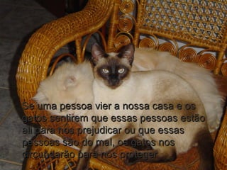 Se uma pessoa vier a nossa casa e osSe uma pessoa vier a nossa casa e os
gatos sentirem que essas pessoas estãogatos sentirem que essas pessoas estão
ali para nos prejudicar ou que essasali para nos prejudicar ou que essas
pessoas são do mal, os gatos nospessoas são do mal, os gatos nos
circundarão para nos protegercircundarão para nos proteger
 
