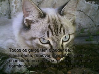 Todos os gatos têm o poder de,Todos os gatos têm o poder de,
diariamente, remover energia negativadiariamente, remover energia negativa
acumulada no nosso corpo. Enquanto nósacumulada no nosso corpo. Enquanto nós
dormimos, eles absorvem essa energia.dormimos, eles absorvem essa energia.
 