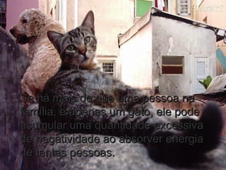Se há mais do que uma pessoa naSe há mais do que uma pessoa na
família, e apenas um gato, ele podefamília, e apenas um gato, ele pode
acumular uma quantidade excessivaacumular uma quantidade excessiva
de negatividade ao absorver energiade negatividade ao absorver energia
de tantas pessoas.de tantas pessoas.
 