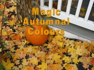 Magic Autumnal Colours 