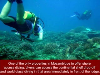 One of the only properties in Mozambique to offer shore access diving, divers can access the continental shelf drop-off and world-class diving in that area immediately in front of the lodge.