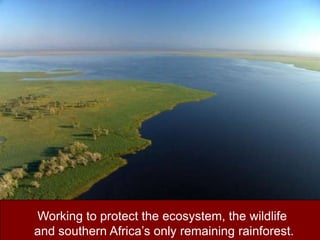 Working to protect the ecosystem, the wildlife and southern Africa’s only remaining rainforest.