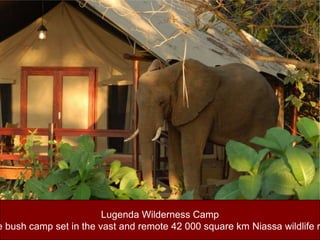 Lugenda Wilderness CampIntimate bush camp set in the vast and remote 42 000 square km Niassa wildlife reserve.