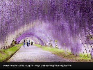 Wisteria Flower Tunnel in Japan - Image credits: mindphoto.blog.fc2.com
 
