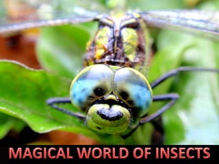 MAGICAL WORLD OF INSECTS 