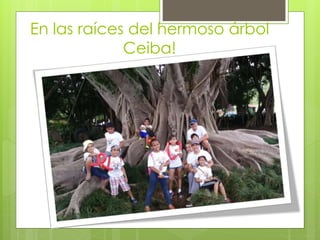 En las raíces del hermoso árbol
Ceiba!
 