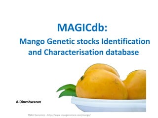 MAGICdb:
 Mango Genetic stocks Identification
  and Characterisation database




A.Dineshwaran


      TNAU Genomics - http://www.tnaugenomics.com/mango/
 