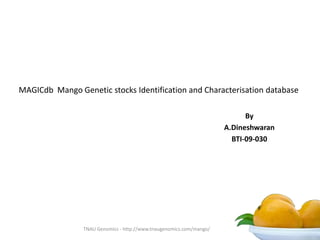 MAGICdb Mango Genetic stocks Identification and Characterisation database
By
A.Dineshwaran
BTI-09-030
TNAU Genomics - http://www.tnaugenomics.com/mango/
 