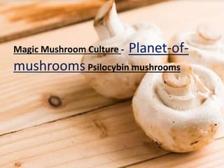 Magic Mushroom Culture - Planet-of-
mushrooms Psilocybin mushrooms
 