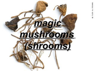 magic mushrooms   (shrooms) 