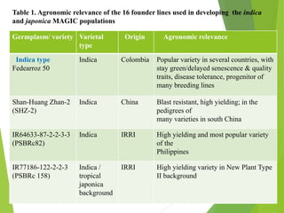 Table 1. Agronomic relevance of the 16 founder lines used in developing the indica
and japonica MAGIC populations
Germplasm/ variety Varietal
type
Origin Agronomic relevance
Indica type
Fedearroz 50
Indica Colombia Popular variety in several countries, with
stay green/delayed senescence & quality
traits, disease tolerance, progenitor of
many breeding lines
Shan-Huang Zhan-2
(SHZ-2)
Indica China Blast resistant, high yielding; in the
pedigrees of
many varieties in south China
IR64633-87-2-2-3-3
(PSBRc82)
Indica IRRI High yielding and most popular variety
of the
Philippines
IR77186-122-2-2-3
(PSBRc 158)
Indica /
tropical
japonica
background
IRRI High yielding variety in New Plant Type
II background
 
