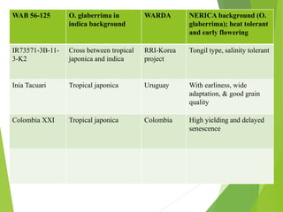 WAB 56-125 O. glaberrima in
indica background
WARDA NERICA background (O.
glaberrima); heat tolerant
and early flowering
IR73571-3B-11-
3-K2
Cross between tropical
japonica and indica
RRI-Korea
project
Tongil type, salinity tolerant
Inia Tacuari Tropical japonica Uruguay With earliness, wide
adaptation, & good grain
quality
Colombia XXI Tropical japonica Colombia High yielding and delayed
senescence
 