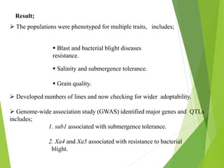  The populations were phenotyped for multiple traits, includes;
 Blast and bacterial blight diseases
resistance.
 Salinity and submergence tolerance.
 Grain quality.
 Developed numbers of lines and now checking for wider adoptability.
 Genome-wide association study (GWAS) identified major genes and QTLs
includes;
1. sub1 associated with submergence tolerance.
2. Xa4 and Xa5 associated with resistance to bacterial
blight.
Result;
 