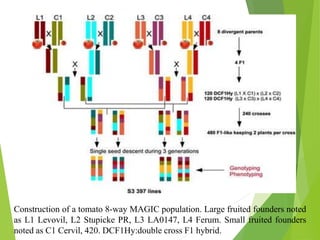 Construction of a tomato 8-way MAGIC population. Large fruited founders noted
as L1 Levovil, L2 Stupicke PR, L3 LA0147, L4 Ferum. Small fruited founders
noted as C1 Cervil, 420. DCF1Hy:double cross F1 hybrid.
 