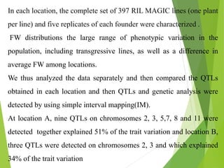 In each location, the complete set of 397 RIL MAGIC lines (one plant
per line) and five replicates of each founder were characterized .
FW distributions the large range of phenotypic variation in the
population, including transgressive lines, as well as a difference in
average FW among locations.
We thus analyzed the data separately and then compared the QTLs
obtained in each location and then QTLs and genetic analysis were
detected by using simple interval mapping(IM).
At location A, nine QTLs on chromosomes 2, 3, 5,7, 8 and 11 were
detected together explained 51% of the trait variation and location B,
three QTLs were detected on chromosomes 2, 3 and which explained
34% of the trait variation
 
