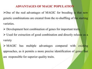 One of the real advantages of MAGIC for breeding is that new
genetic combinations are created from the re-shuffling of the starting
varieties.
 Development best combination of genes for important traits.
 Used for extraction of good combination and directly release as a
variety
 MAGIC has multiple advantages compared with existing
approaches, as it permits a more precise identification of genes that
are responsible for superior quality traits.
ADVANTAGES OF MAGIC POPULATION
 