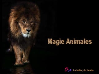 Magie Animales La bella y la bestia 
