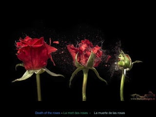 Death of the roses – La mort des roses - La muerte de las rosas 
 
