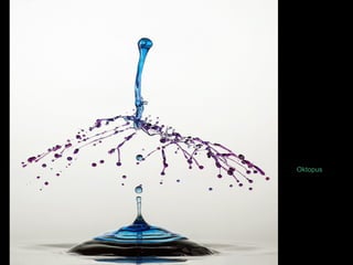Oktopus 
 