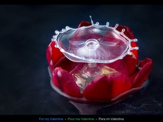 For my Valentine - Pour ma Valentine - Para mi Valentina 
 