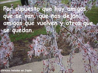 Cerezos helados en Japón
Por supuesto que hay amigos
que se van, que nos dejan;
amigos que vuelven y otros que
se quedan.
 