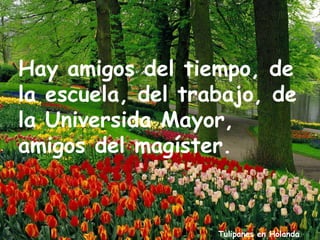 Tulipanes en Holanda
Hay amigos del tiempo, de
la escuela, del trabajo, de
la Universida Mayor,
amigos del magíster.
 