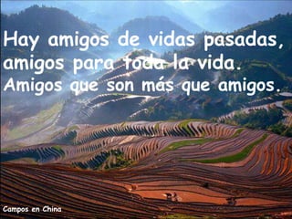 Campos en China
Hay amigos de vidas pasadas,
amigos para toda la vida.
Amigos que son más que amigos.
 