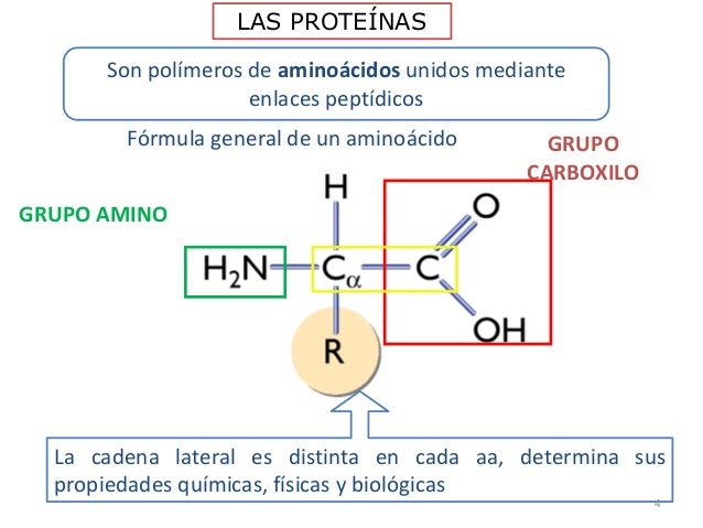 Proteinas Y Acidos Nucleicos