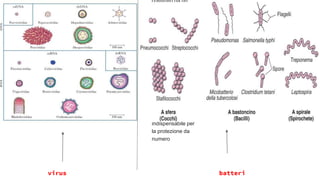 costituito da un
complesso
insieme di organi
e cellule
altamente
specializzate
nella difesa
dell'organismo
dalle infezioni. Il
nostro organismo
è dotato di un
vero e proprio
apparato
difensivo,
chiamatoimmunit
ario,
indispensabile per
la protezione da
numero
virus batteri
 